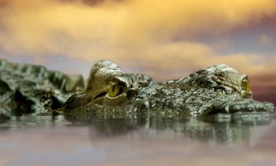 Cercetători UBB: Crocodilii au trăit în România