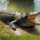 Cercetători de la UBB Cluj au dovedit prezența crocodililor în România