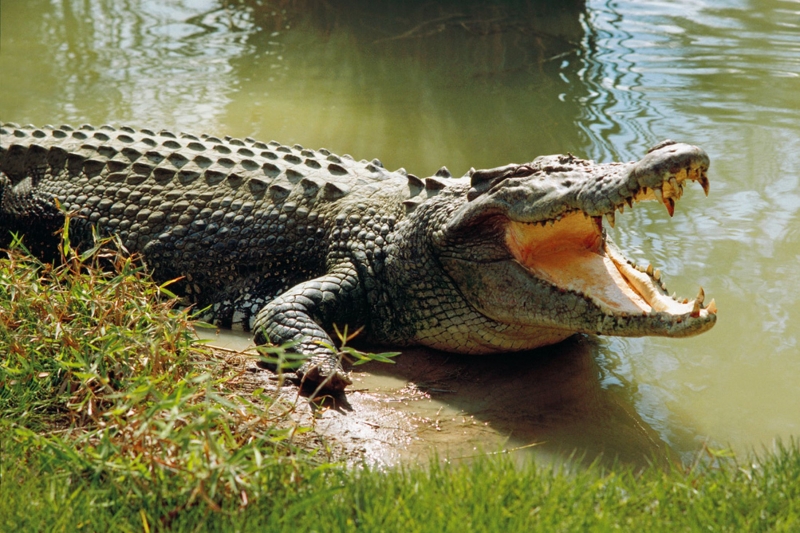 Cercetători de la UBB Cluj au dovedit prezența crocodililor în România