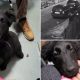 Cluj: Femeia care și-a abandonat cățelul în curtea unei clinici veterinare riscă o amendă uriașă