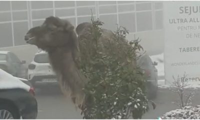 Video Cluj. O cămilă a fost filmată în timp ce lua prânzul, înconjurată de zăpadă şi maşini