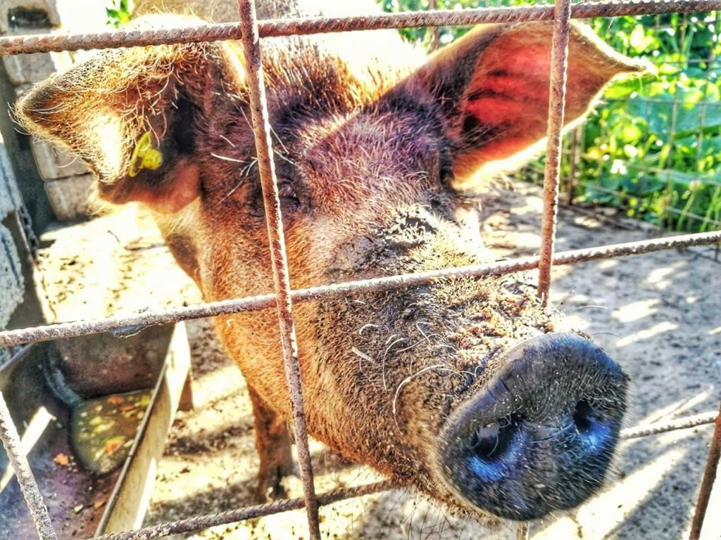 ANSVSA: 24 de focare de pestă porcină africană sunt active, în prezent, în România