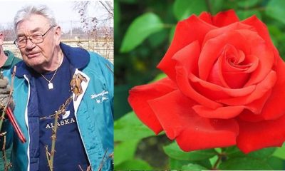 Un clujean a inventat 40 de soiuri noi de trandafiri, care înfrumuseţează parcurile lumii