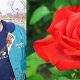 Un clujean a inventat 40 de soiuri noi de trandafiri, care înfrumuseţează parcurile lumii
