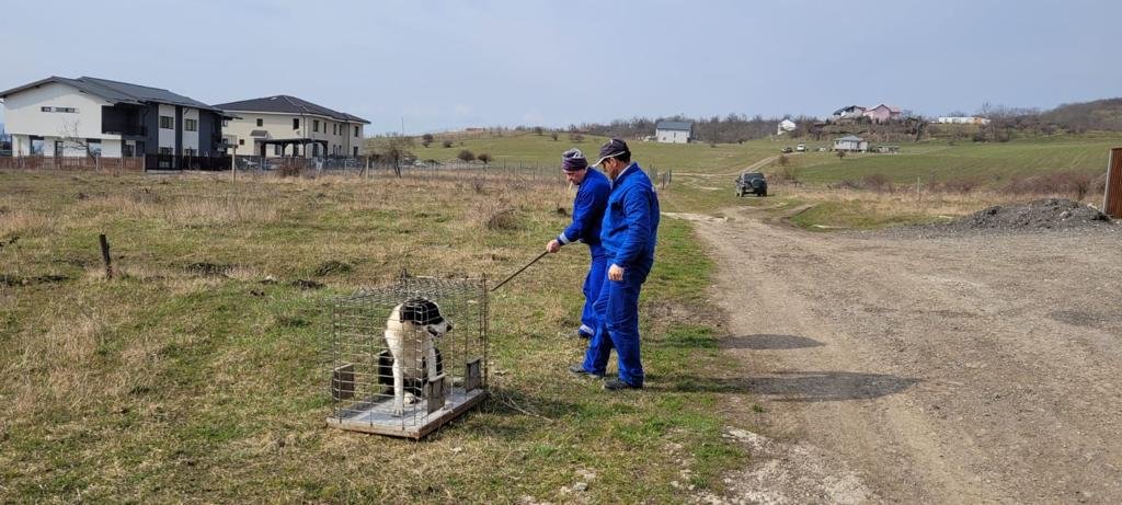 4 câini vagabonzi, ridicați din Cluj-Napoca