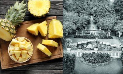 Ananasul era cultivat în Transilvania, în urmă cu 200 de ani. Fructul a fost atât de popular încât apărea în portretele regilor europeni