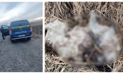 Cruzime fără margini la Cluj! Câine găsit mort pe marginea drumului. Era legat de picioare