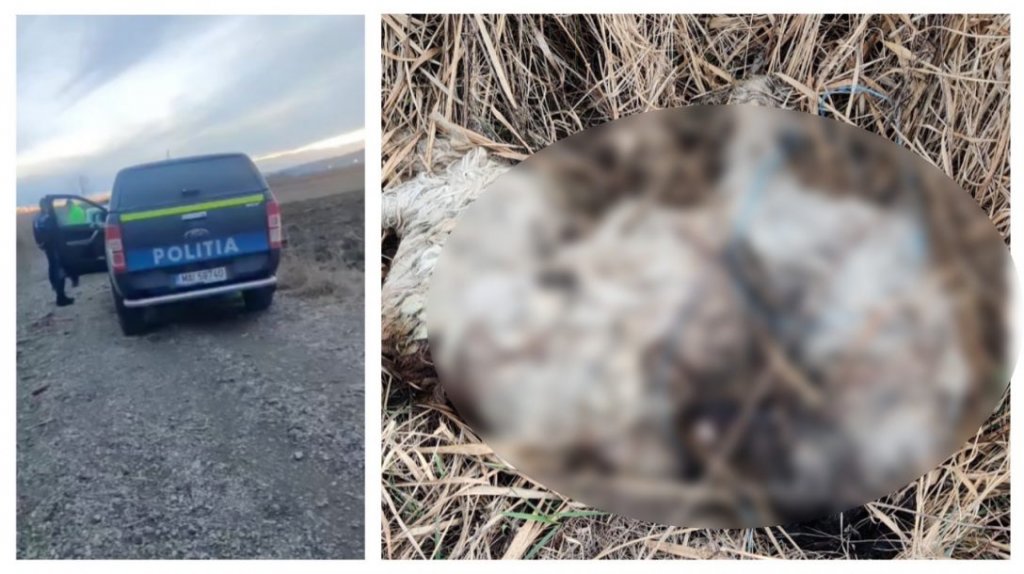 Cruzime fără margini la Cluj! Câine găsit mort pe marginea drumului. Era legat de picioare
