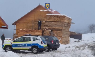 Lovitură grea pentru mafia lemnului din Cluj. Polițiștii au confiscat sume uriașe de bani și material lemnos