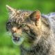 O pisică sălbatică a terorizat o localitate din Cluj. Oamenii au crezut inițial că e vulpe