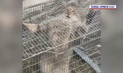 (Video) O pisică sălbatică a terorizat o localitate din Cluj. A dat târcoale gospodăriilor și a mâncat găinile oamenilor 1