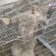 (Video) O pisică sălbatică a terorizat o localitate din Cluj. A dat târcoale gospodăriilor și a mâncat găinile oamenilor 1