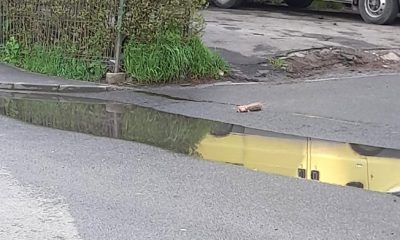 Şobolani morţi pe o stradă din Cluj-Napoca