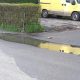Şobolani morţi pe o stradă din Cluj-Napoca