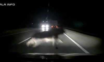 (Video) Cluj: Urs lovit de mașină în Bonțida. Animalul gonea printre mașini