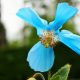 A înflorit macul albastru himalayan la Grădina Botanică din Cluj Napoca: „Este o floare uimitoare ce își deschide din nou petalele în grădina noastră botanică”
