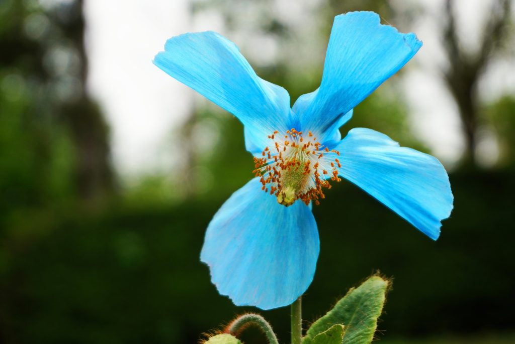 A înflorit macul albastru himalayan la Grădina Botanică din Cluj Napoca: „Este o floare uimitoare ce își deschide din nou petalele în grădina noastră botanică”