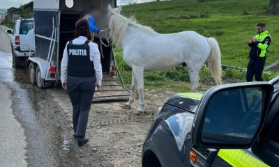 Cal lăsat liber și nesupravegheat pe șoselele din Cluj. Amendă de mii de lei pentru proprietarul animalului