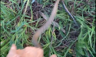 (Video) Un șarpe a fost prins în Cluj Napoca și eliberat în natură