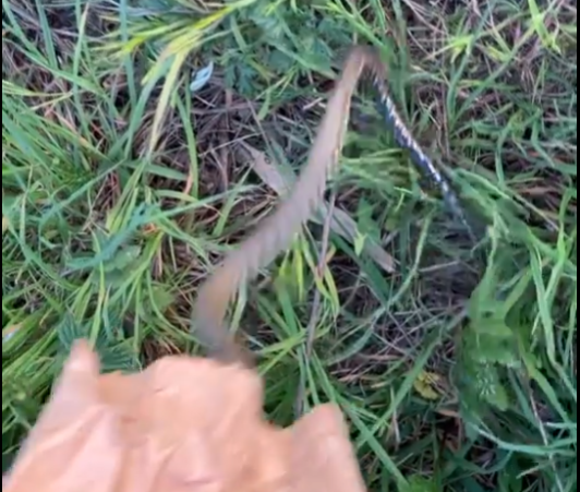 (Video) Un șarpe a fost prins în Cluj Napoca și eliberat în natură