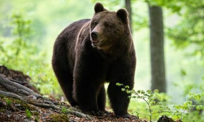 Mesaj RO-ALERT în Cluj: Un urs a fost văzut într-o gospodărie / Intervin jandarmii și SMURD-ul
