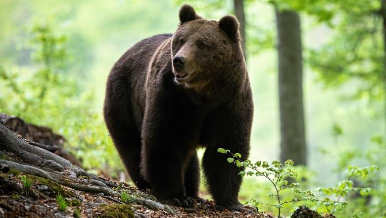 Mesaj RO-ALERT în Cluj: Un urs a fost văzut într-o gospodărie / Intervin jandarmii și SMURD-ul
