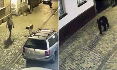 (Video) Cluj. Mesaj RO-ALERT. Un urs a intrat într-o gospodărie în Țaga. În Brașov, un urs a alergat o femeie în centrul orașului