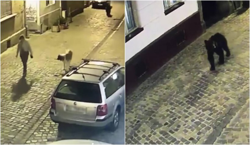 (Video) Cluj. Mesaj RO-ALERT. Un urs a intrat într-o gospodărie în Țaga. În Brașov, un urs a alergat o femeie în centrul orașului