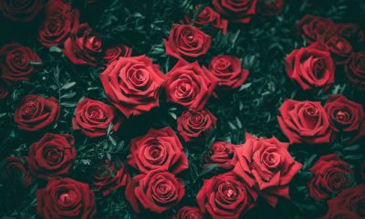 „Parfum de Cluj”. USAMV îi invită pe clujeni să vadă colecția de peste 300 de soiuri de trandafiri