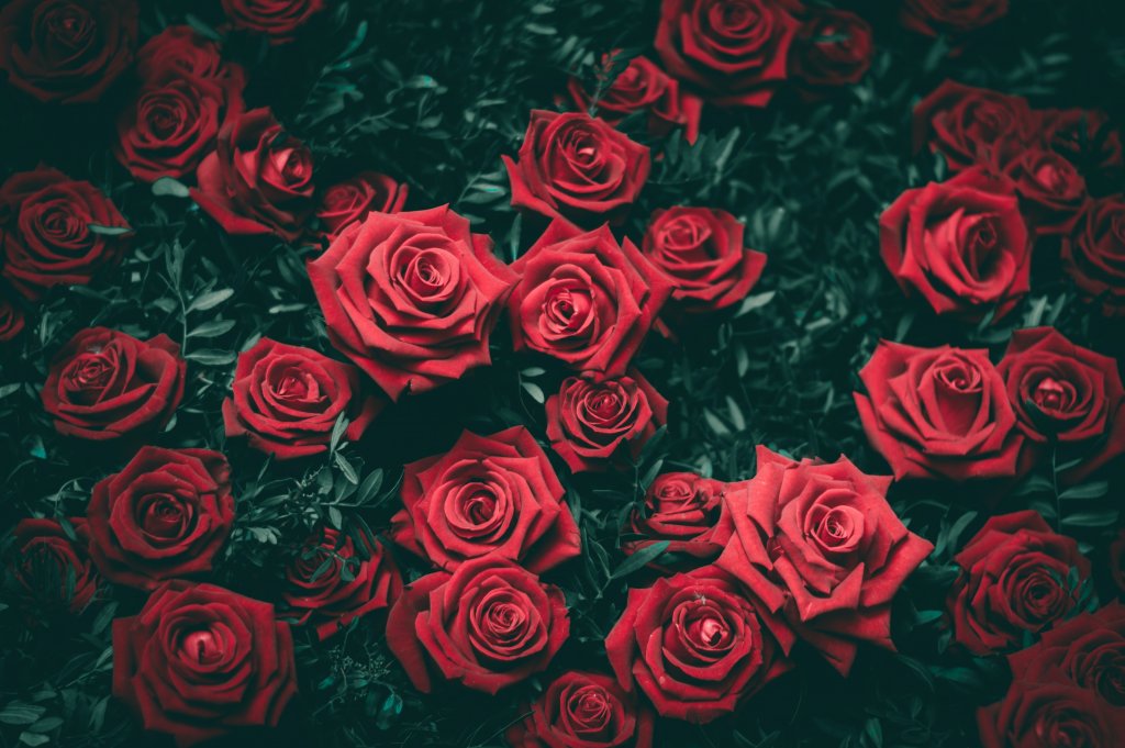 „Parfum de Cluj”. USAMV îi invită pe clujeni să vadă colecția de peste 300 de soiuri de trandafiri
