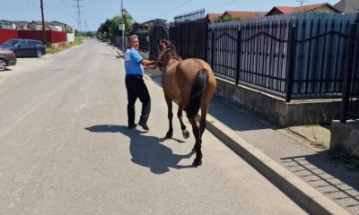 Cal ridicat de poliţie de pe străzile Floreștiului / Amenda pe care trebuie să o achite proprietarul pentru a-l recupera