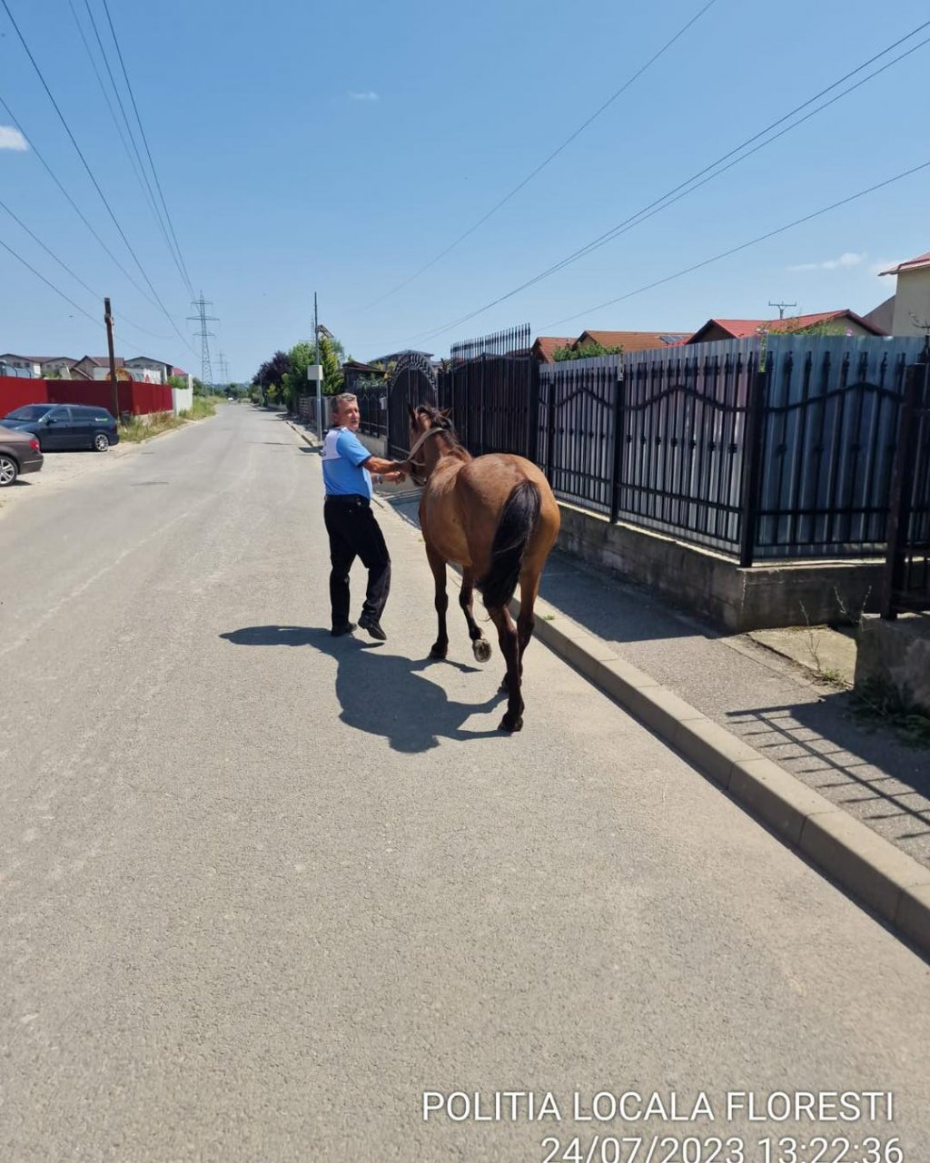 Cal ridicat de poliţie de pe străzile Floreștiului / Amenda pe care trebuie să o achite proprietarul pentru a-l recupera