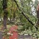 (Foto/Video) Imaginile dezastrului în Oradea. Furtuna a făcut prăpăd în oraș. Viteza maximă a vântului în Oradea: 144 km/h