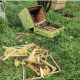 Un urs a făcut prăpăd într-o comună din Cluj! A omorât o capră și a distrus stupii de albine