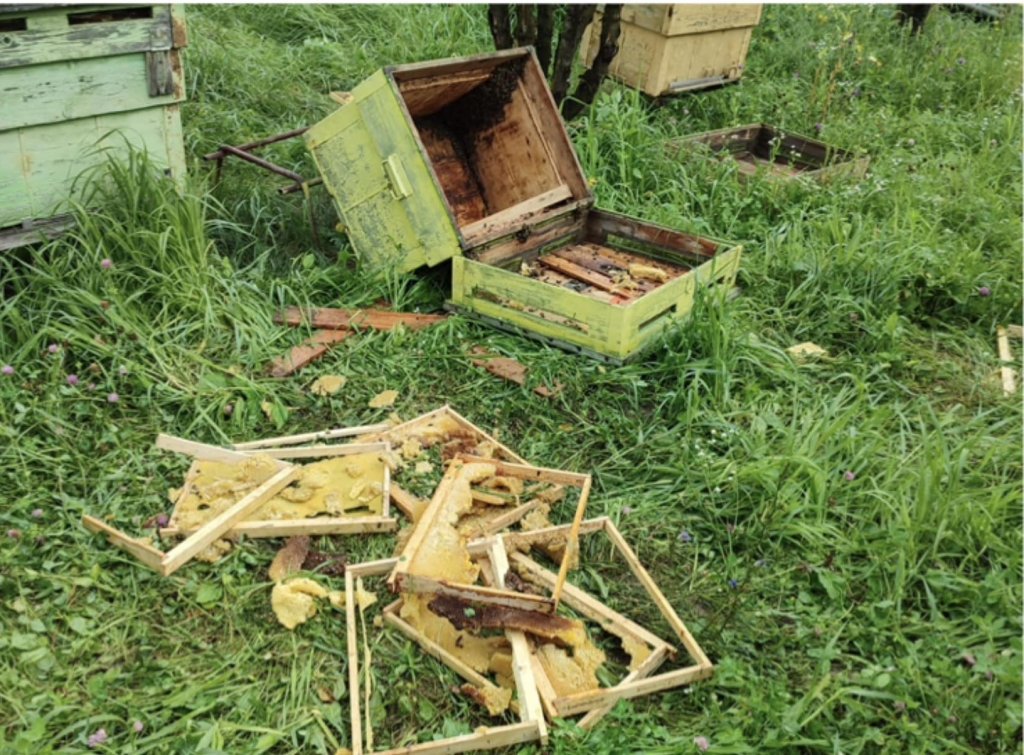 Un urs a făcut prăpăd într-o comună din Cluj! A omorât o capră și a distrus stupii de albine