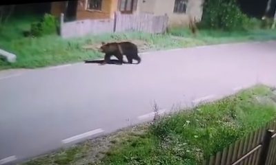 Un urs bagă spaima în locuitorii unei comune din Cluj. Vine noaptea și caută hrană prin gospodarii