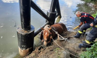 Cal salvat de pompieri după ce a căzut în Someș. Două autospeciale au intervenit pentru a scoate animalul din apă