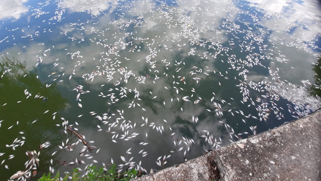 Dezastru ecologic. Mii de pești MORȚI plutesc pe lacul din Gheorgheni