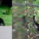Sat din Cluj, terorizat de un urs. Animale sfâșiate. Oamenii sfătuiți să nu iasă din case