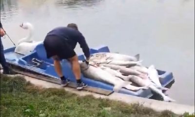 (Video) De ce au murit peștii din lacul Gheorgheni? Răspunsul autorităților 1