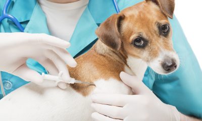 Campanie de microcipare și sterilizare a câinilor, în Florești / Foto: depositphotos.com