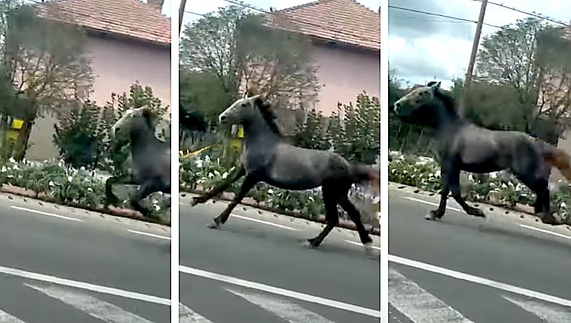 Au scăpat caii putere :) Ca în filmele cu Mărgelatu, în traficul de pe un drum european din județul Cluj