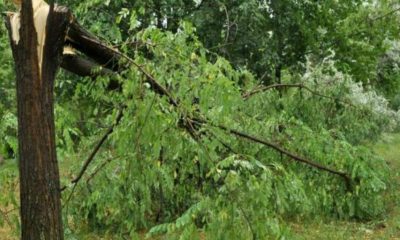 Copaci căzuți pe drum în județul Cluj din cauza furtunii. ISU: „S-au raportat porțiuni de drum blocate”