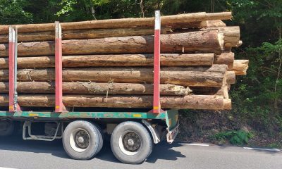 Furt uriaș de lemne depistat de polițiștii clujeni. Drujbele nu se opresc în păduri - FOTO