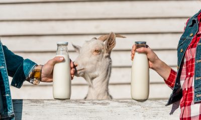 Laptele de capră, un izvor de sănătate!  FOTO: Depositphotos.com