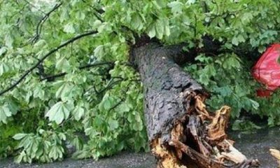 Mai mulți copaci au căzut pe carosabil în zona de munte a județului Cluj! ISU: „S-au raportat porțiuni de drum blocate”