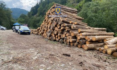 Pădurar arestat la Cluj, pentru că emitea acte false pentru transporturi de lemn