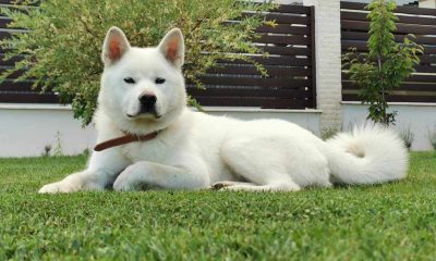 Recompensă URIAȘĂ pentru un câine pierdut în Cluj-Napoca. Stăpânii o caută disperat pe Ashi de peste o lună