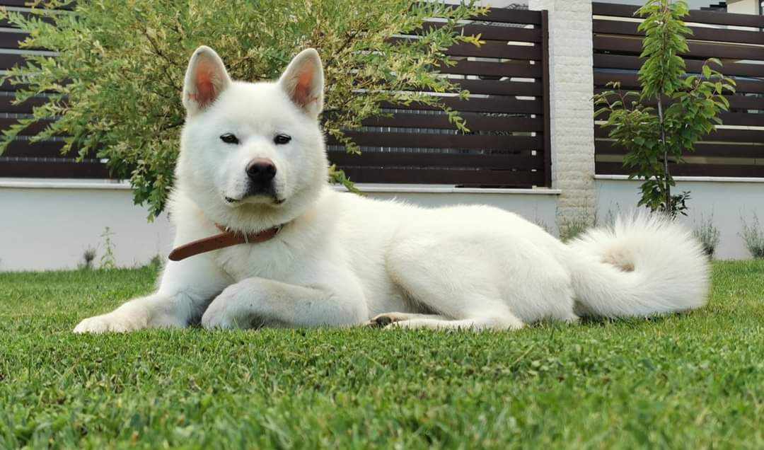 Recompensă URIAȘĂ pentru un câine pierdut în Cluj-Napoca. Stăpânii o caută disperat pe Ashi de peste o lună