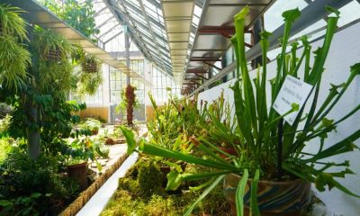 TurdaNews - Plantele carnivore își dezvăluie secretele la Grădina Botanică din Cluj-Napoca